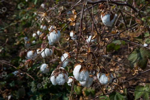 Preview: Cotton field white with ripe cotton ready for harvesting, India