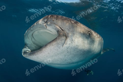 Preview: Whale shark (rhyncodon typus) filter feeding in the surface, underwater view, Isla Mujeres, Mexico