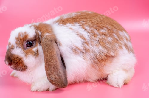 Preview: Big multi-color rabbit or bunny with long ears on point down direction with pink background