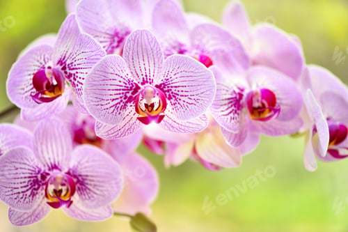 Preview: Beautiful pink orchid flowers on a natural background. Floral background
