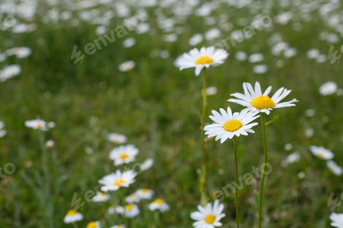 Preview: a large field of daisies