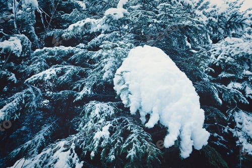Preview: Green and fluffy branches of Christmas trees covered with white fluffy snow in a spruce forest on a