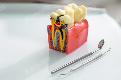 Preview: Stomatology. Detailed dental model illustrates tooth structure, highlighting cavities