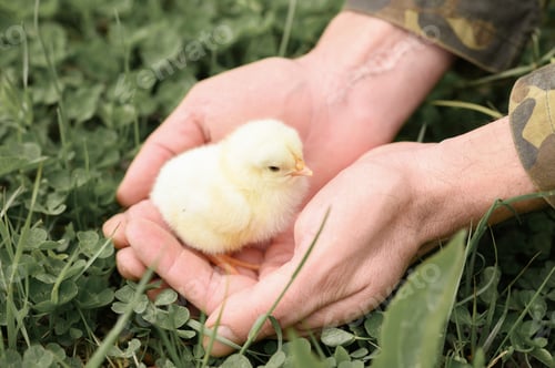 Preview: cute little tiny newborn yellow baby chick in male hands of farmer on green grass background