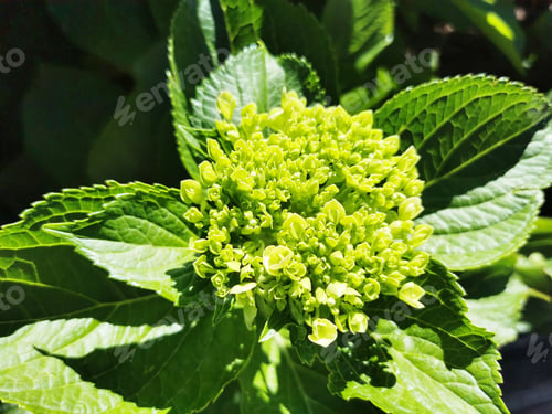 Preview: Closeup of vibrant green mojito hydrangea flowers