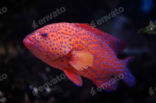 Preview: Red groper