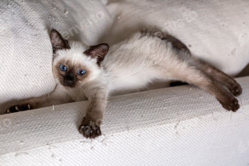 Preview: Cute kitten siamese cat indoor