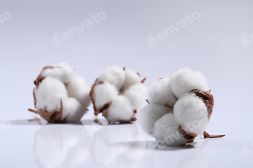 Preview: Cotton flower