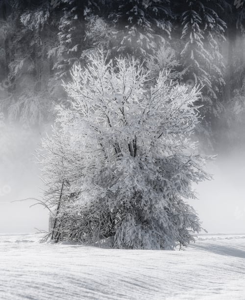 Preview: Winter morning in the forest and mountains