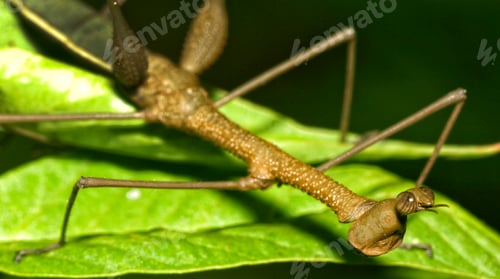 Preview: Tropical Stick Insect, Napo River Basin, Amazonia, Ecuador