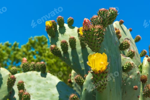 Preview: Prickly Pear Cactus Blooms Against Vivid Blue Sky