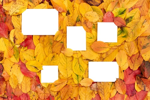 Preview: Square and rectangular white empty frames lie on yellow leaves