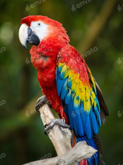 Preview: bird, parrot, Scarlet, Macaw