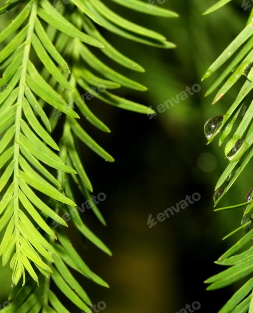 Preview: Raindrops On Green Bush - Photograph Of Summer Raindrops On The Needles Of A Green Bush. Selective