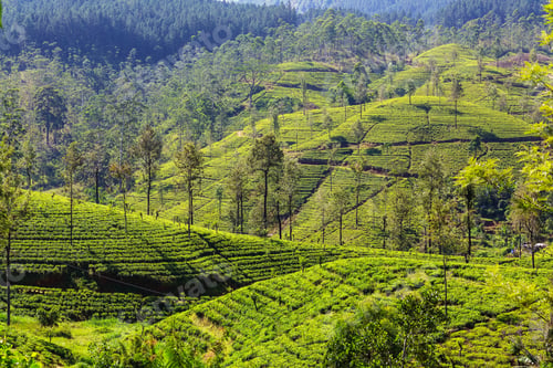 Preview: Tea plantation