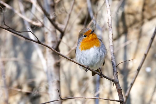 robin bird on a branch