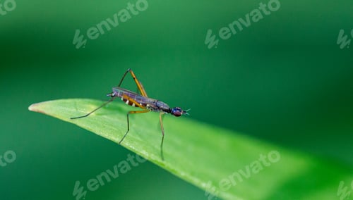 Preview: Insect on grass, green background