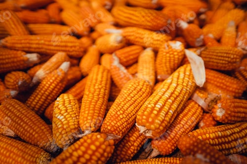 Preview: Corn drying under sunlight