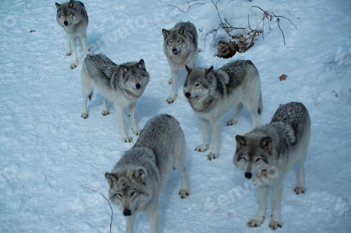 Preview: wolf, pack, togetherness, group, wilderness