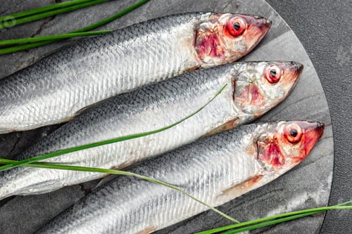 Preview: herring fish fresh raw seafood tasty fresh healthy eating cooking appetizer meal food snack
