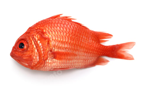 Preview: Japanese soldierfish, side view