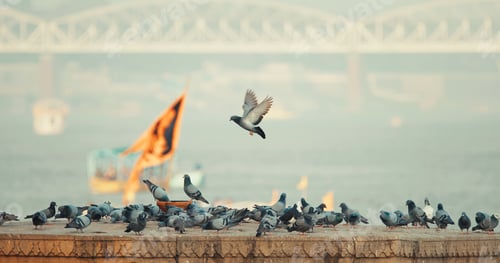 Preview: Varanasi, India. Bird Take Off from Sacred Ghat In Varanasi. Pigeons Fly Up In Slow Mo. Birds Flight