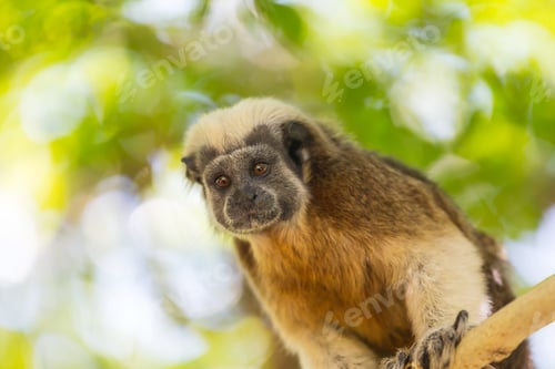 Preview: Tamarin