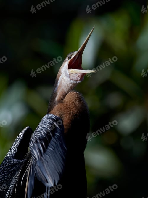Preview: African darter (Anhinga rufa)