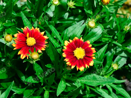 Preview: Vibrant red and yellow flowers surrounded by green leaves in a garden