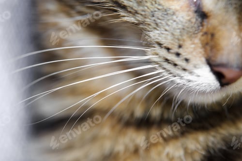 Preview: Close-up of a cat with big whiskers . A cat with a mustache