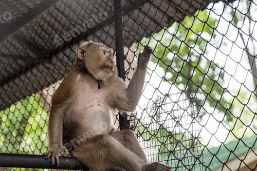 Preview: Pigtail macaque monkey is stress and lonely
