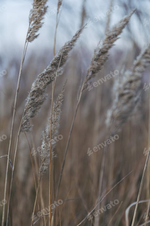 Preview: Dry grass natural background. Autumn nature. Sunset in the field.