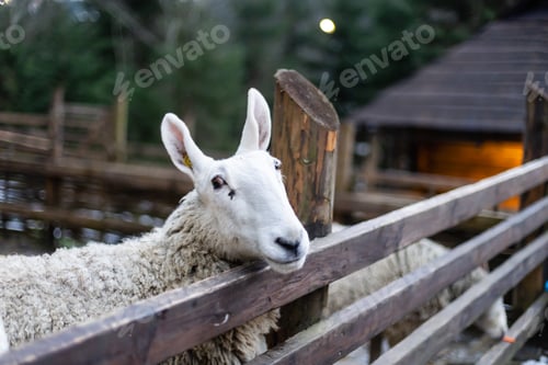 Vorschau: Nettes kleines Mädchen, das ein Schaf auf der Farm füttert. Glückliches Mädchen am Familienwochenende auf dem Land