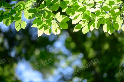 Preview: Closeup nature view of green beech leaf on spring twigs