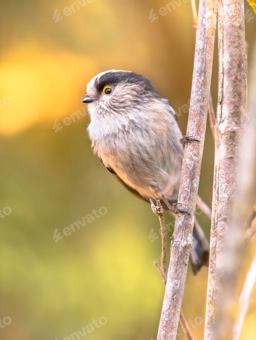 Preview: Long tailed tit bird looking at camera in forest