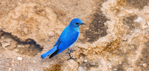 Preview: Small Colorful Bird at Hot Spring Landscape with unique ground formation.