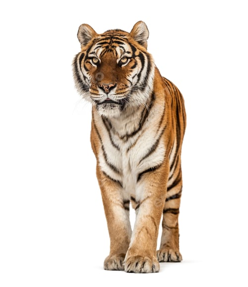 Preview: Tiger
