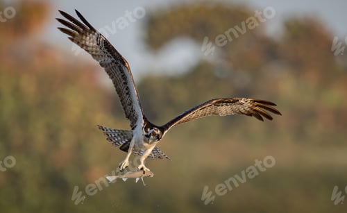 Preview: An Osprey Fishing in Florida