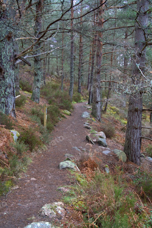Preview: Hiking trail in the Burn O' Vat in Aboyne AB34 5NB, United Kingdom