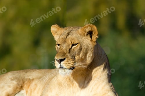 Preview: Lioness portrait