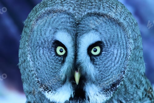 Preview: Great Grey Owl