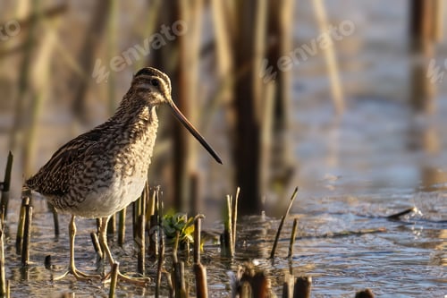 Preview: High-resolution close-up image of a Common Snipe (Gallinago gallinago)