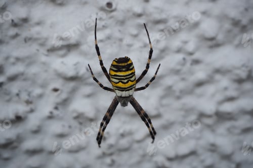 Preview: Closeup shot of a Yellow garden spider coming down