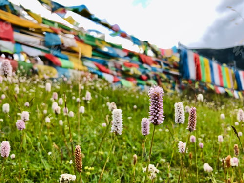 Preview: The smartweed, knotweed in grassland of Tibet, China. The beautiful nature of Xizang province, China