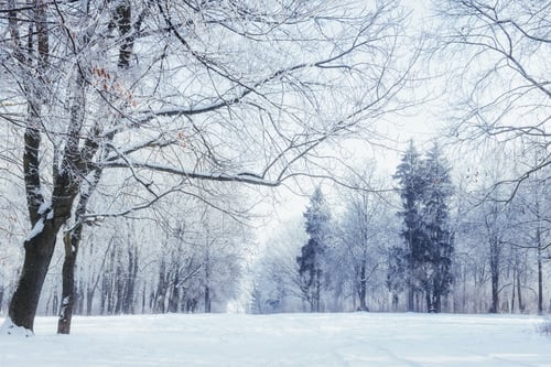 Preview: Trees in cold winter day and snow