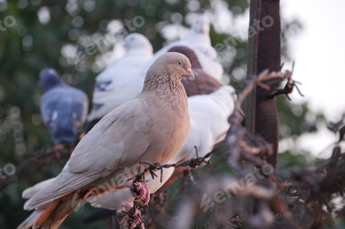 Preview: pigeon birds in nature in afternoon