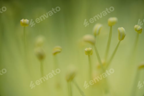 Preview: Macro pollen flower