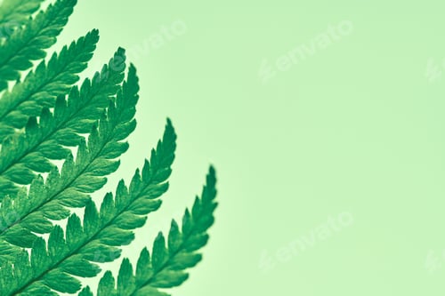 Preview: Green fern leaves on green background with right copy space, Polypodiopsida tropical plant