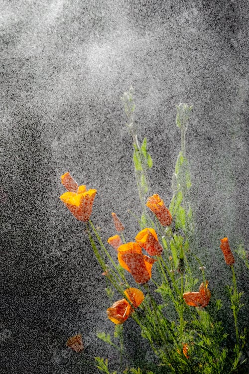 Preview: California poppy flowers during drizzle rain on sunny day.