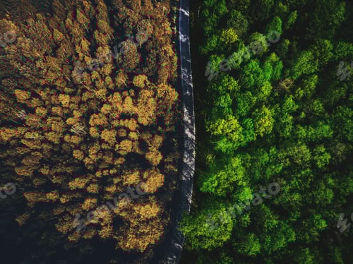 Preview: Half autumn half summer forest top down view